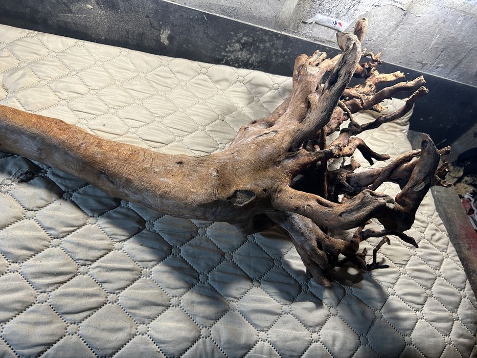 Корен от върба за аквариум обработен!