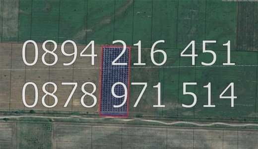 КОДг 17149. Овощна градина  8200м2, засята със сини сливи сорт Стенлей