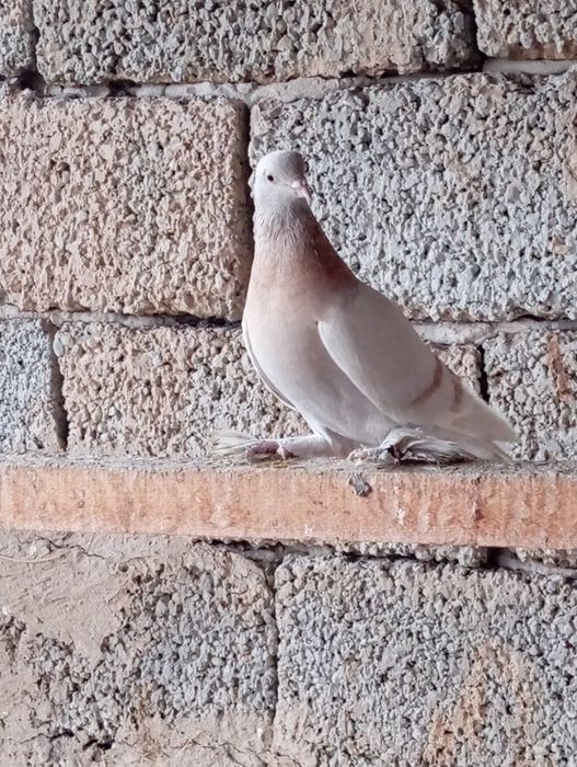 Голуби животные птицы