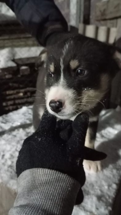 Отдам щенков в добрые руки