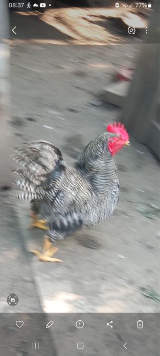 Cocosi de vanzare 3 bucati