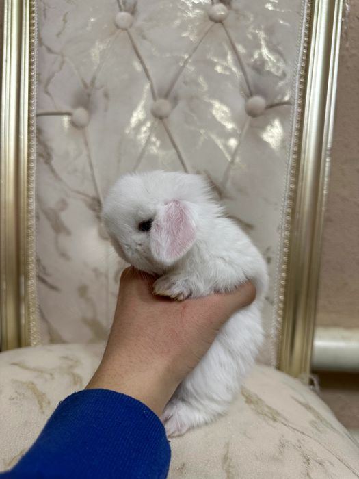 “O‘zbekistonda kamyob, Minilop Splint quyonlari – Premium daraja