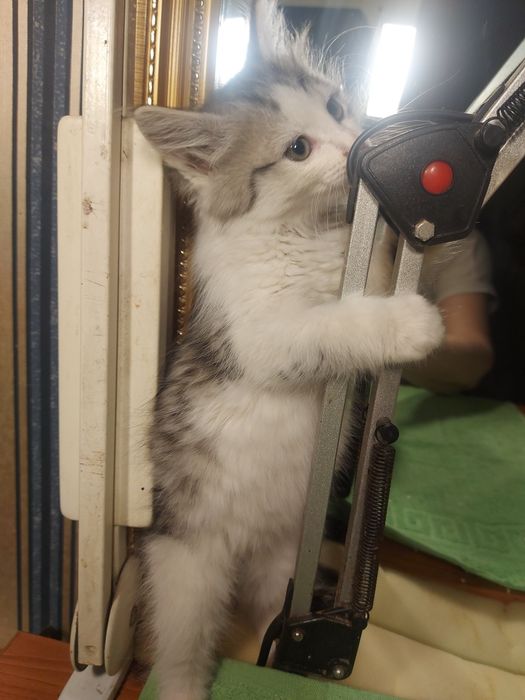 Котёнок,маленький,1.5месяца,мальчик