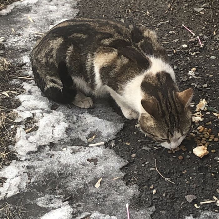 Животные . Кошки.