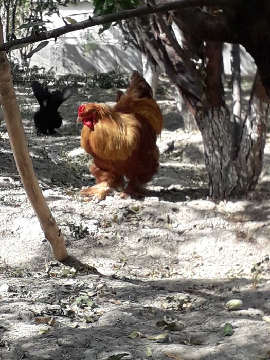 Zotdor Brama xoʻroz