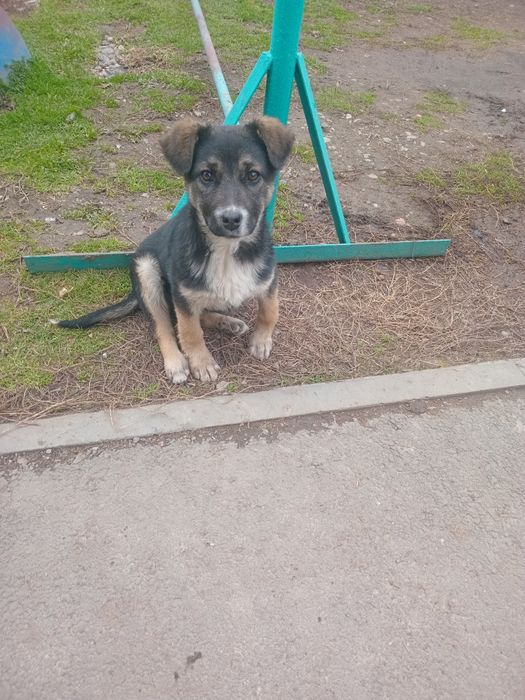 Отдадим щенка в добрые руки