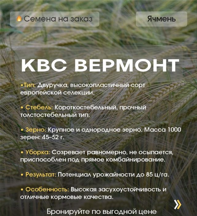 Семена льна КВС Вермонт, КВС Харрис, КВС Эсма
