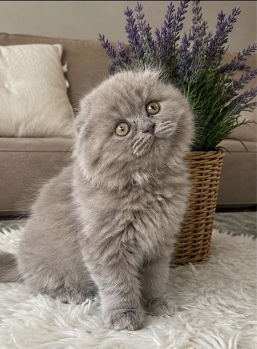Pui scottish longhair fetita