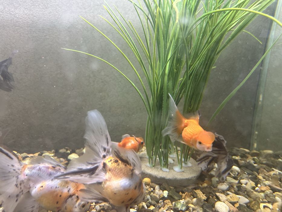 Продам золотых рыбок