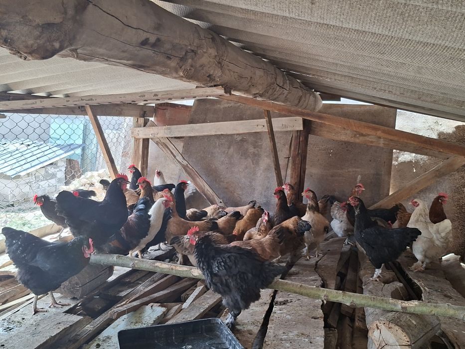 Товуклар сотилади