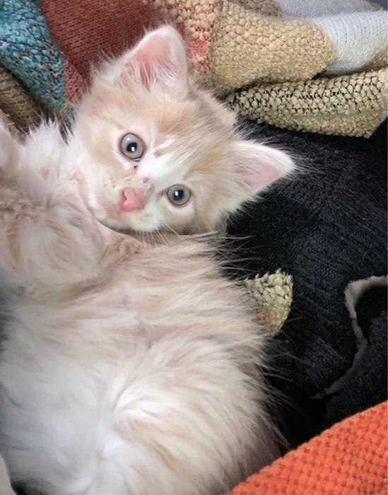 Мэйнкун котенок двух месячный