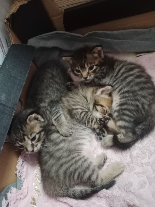 Котята мальчики 1 месяц