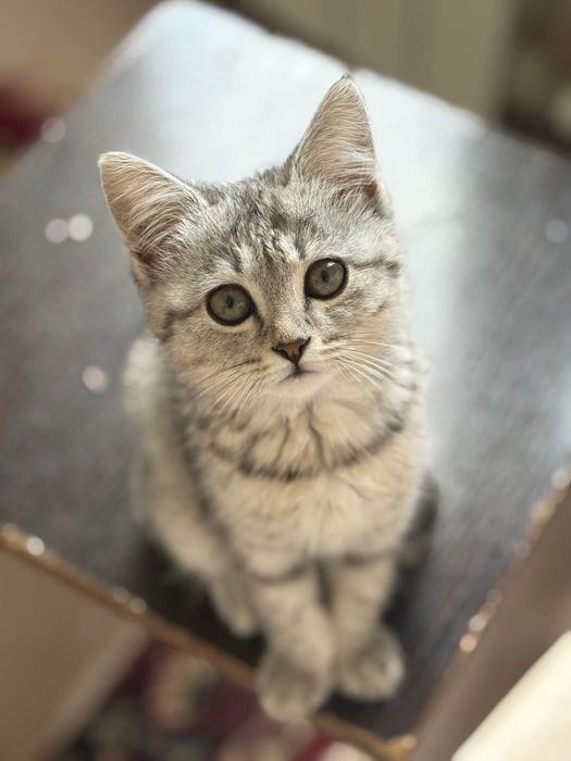 Отдам котенка в добрые руки