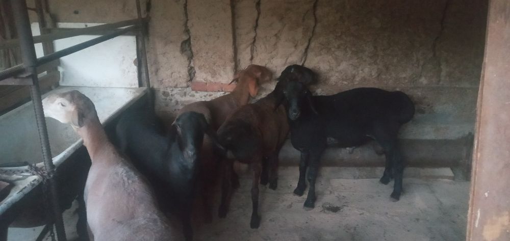 Qo'chqor qo'ylar sotiladi