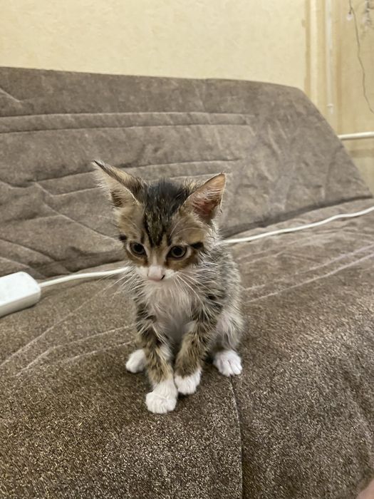 Котята в добрые руки!