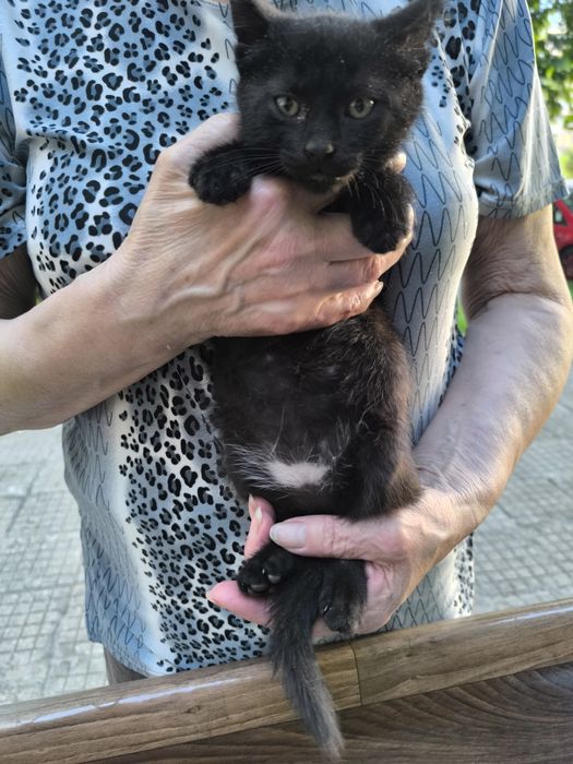Подарявам котенце