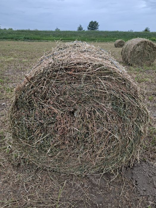 Baloți de lucernă de vânzare.