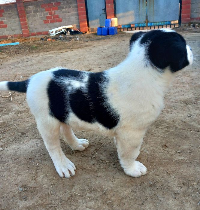 Продам щенка Алабая