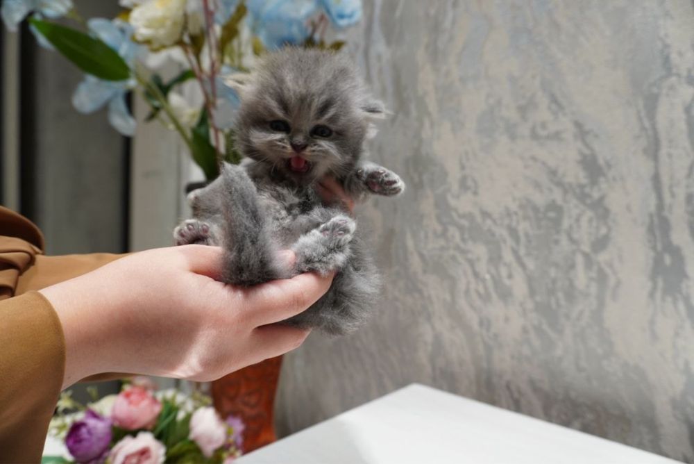 Пародистые котята Скоттиш фолд и страйт