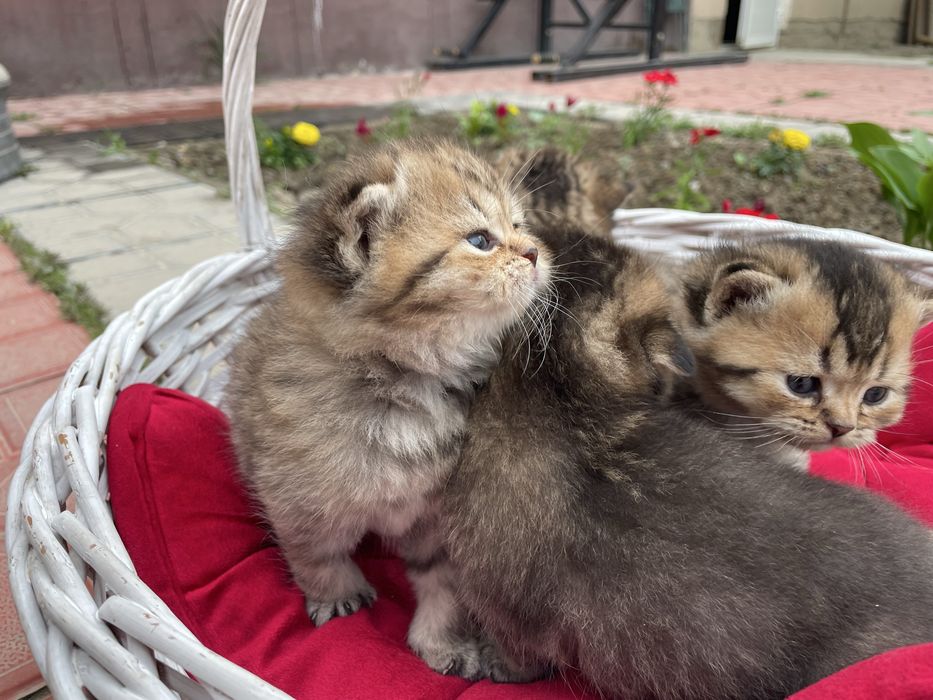 Premium sifatli mushuklar, Scottish fold va Britan