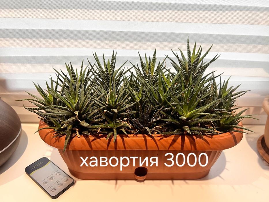 Продам комнатные цветы