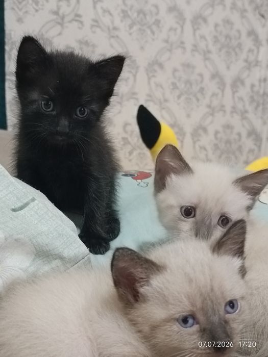 Раздаю котят в добрые руки