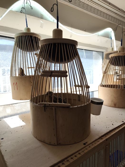 Italiya bedana 45-50 kunli