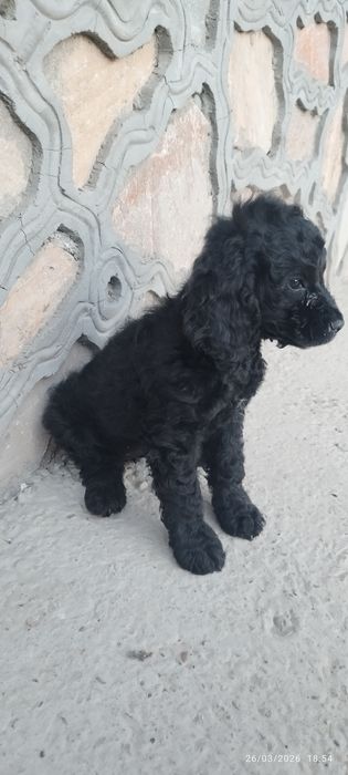 Spaniel zotli kuchukcha sotiladi