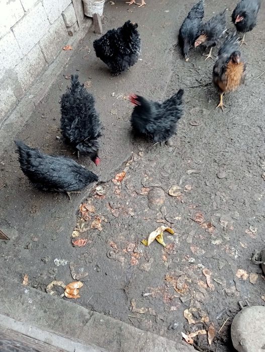 Куры пародистые продам