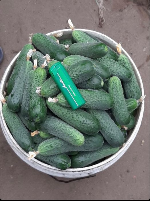 Продам домашние огурцы на засолку