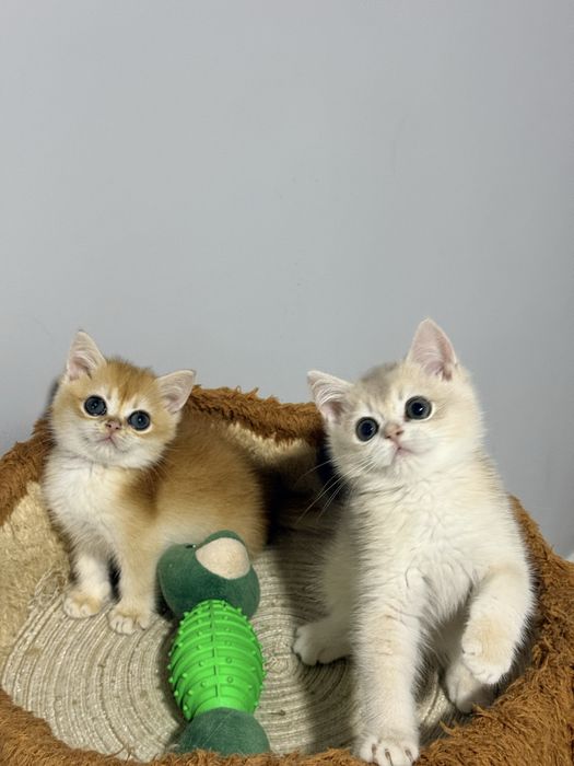 На продаже шикарный котята