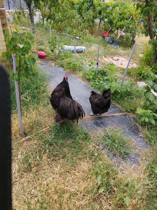 Vând familie de Jersey gigant trio si cocosi pinta australiană