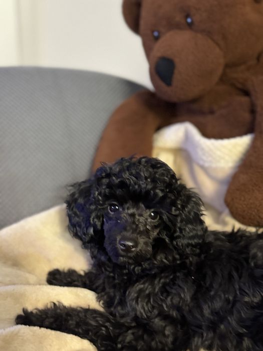 Продам шенка  той-пудель, девочка