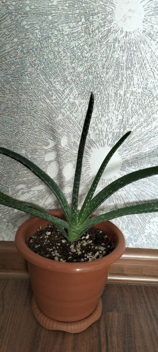 Алоэ вера лечебное