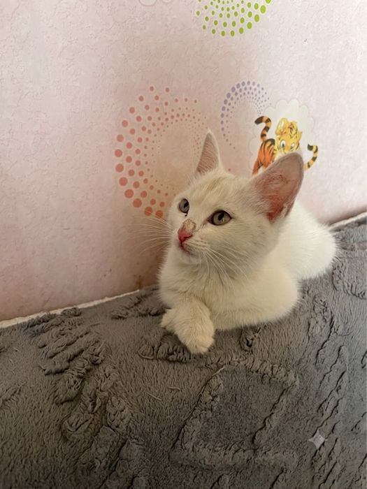 Отдам добрые руки котенка