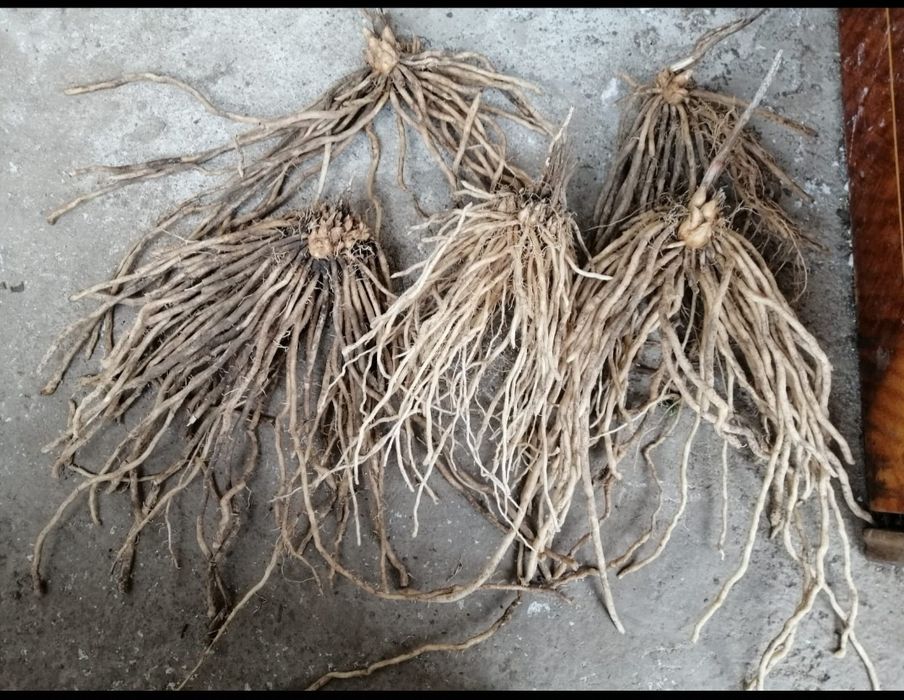 Vind coroane sparanghel