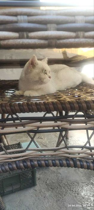 Mushuk srochna sotiladi