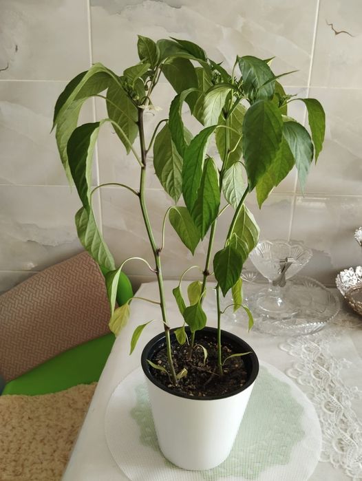 Продам денежное дерево
