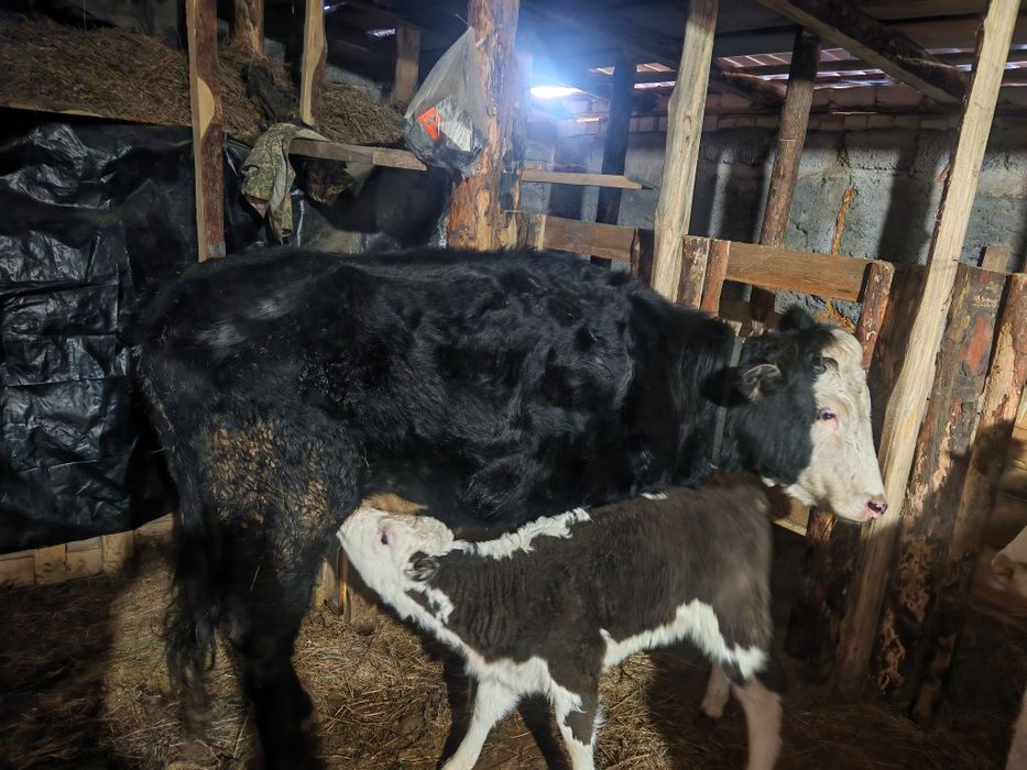 Бзаулы сыйыр сатам