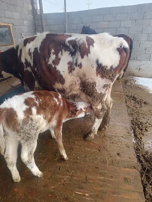 Карова с теленком.