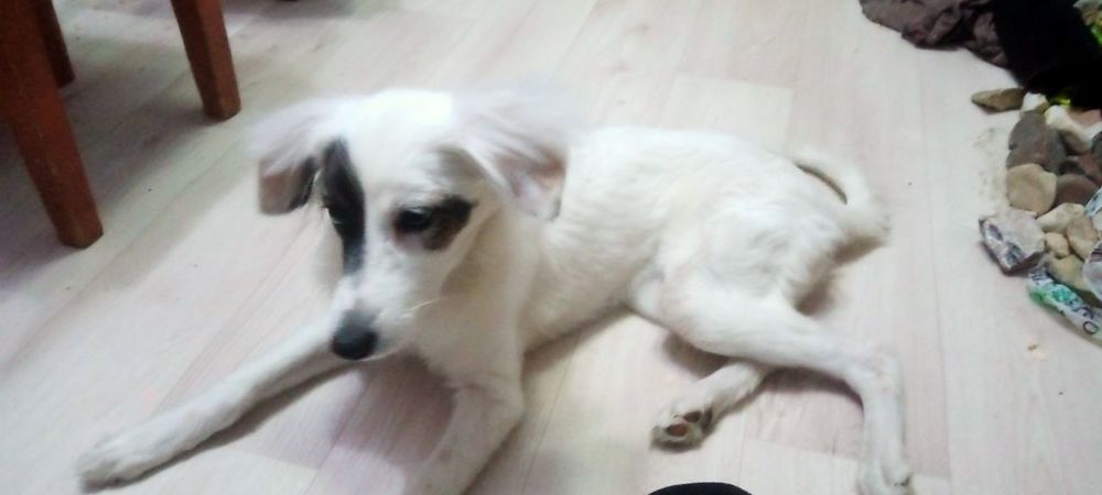 Собачка в добрые руки