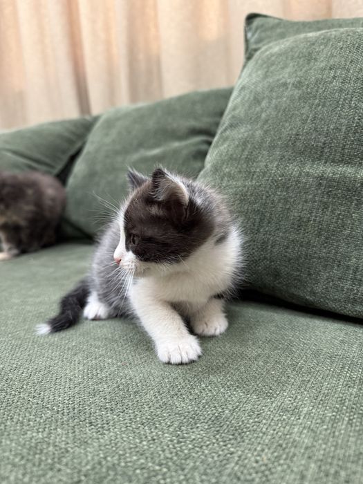 Отдам котят бесплатно