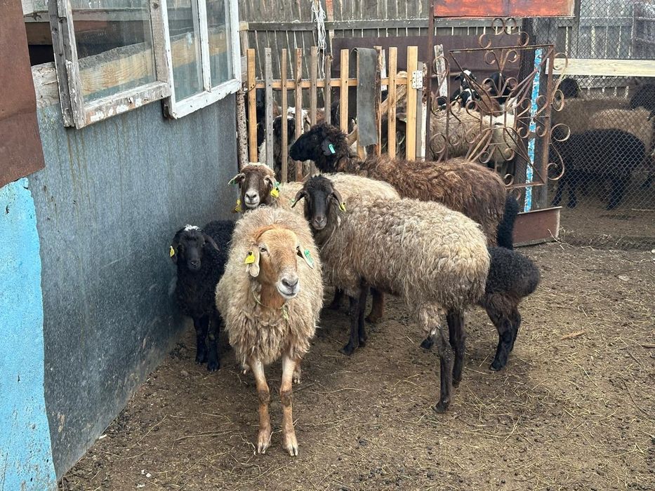 Продам овцы с ягнятамы