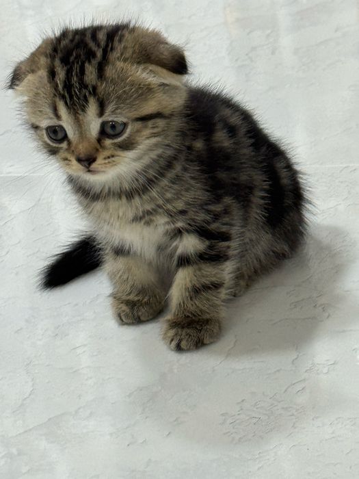 Продаються породистые котята (шотланские вислоухие) 5 котят