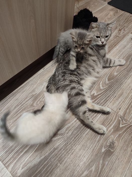 Отдам котят в добрые руки