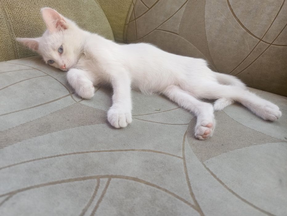 Отдам котенка мальчик 3 месяца