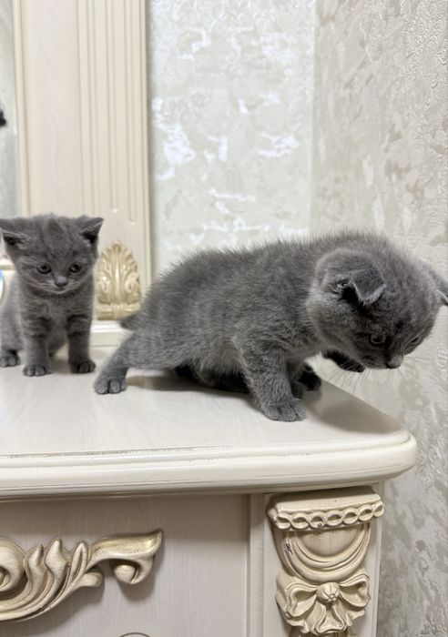 Britanskiy scottish fold