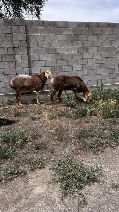Продаются бараны Арашан