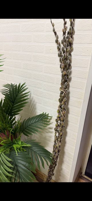 Ветки вербы , верба