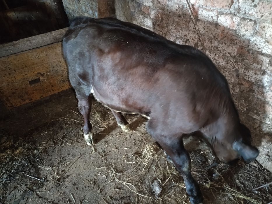 Vând.       vițel